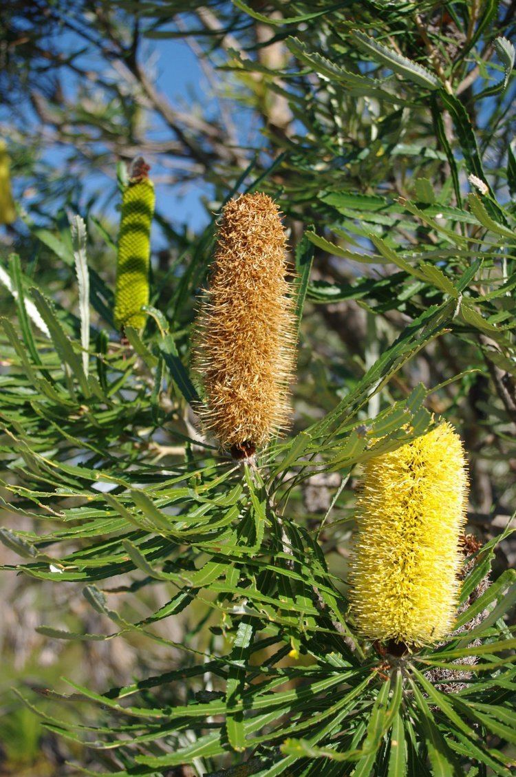 Banksia attenuata FileBanksia attenuata gnangarra 14jpg Wikimedia Commons