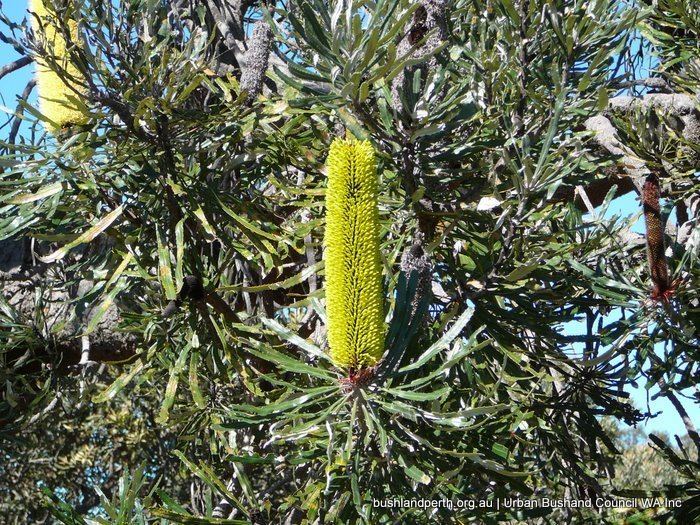 Banksia attenuata Perth39s Banksia Woodlands Urban Bushland Council WA Inc