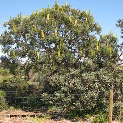Banksia attenuata Banksia attenuata