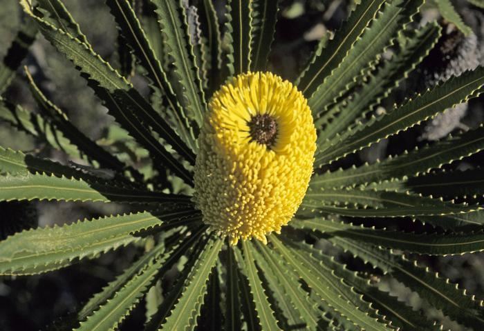 Banksia attenuata Image Banksia attenuata Coast Banksia BioLibcz