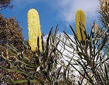 Banksia attenuata httpsuploadwikimediaorgwikipediacommonsthu