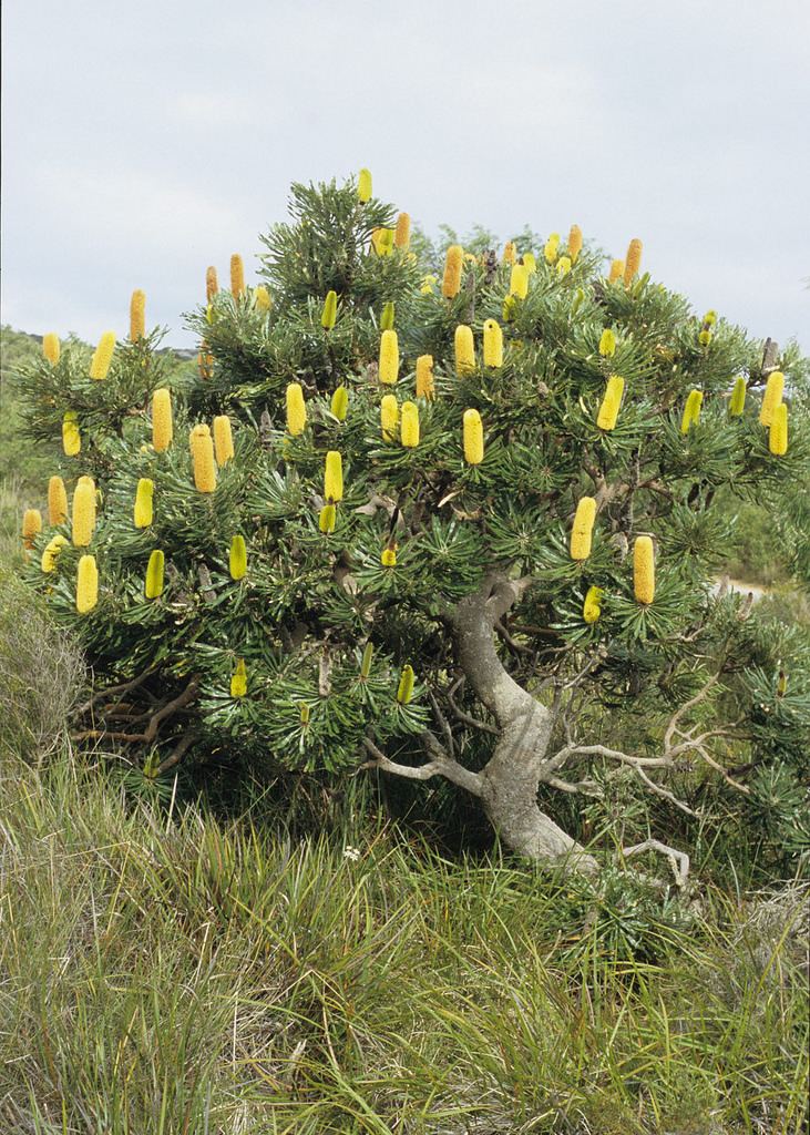 Banksia attenuata Banksia attenuata Common Name Coast or Slender Banksia Ph Flickr