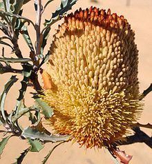 Banksia audax httpsuploadwikimediaorgwikipediacommonsthu