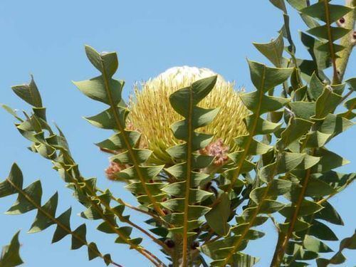 Banksia baxteri Banksia baxteri Bird39s Nest Banksia