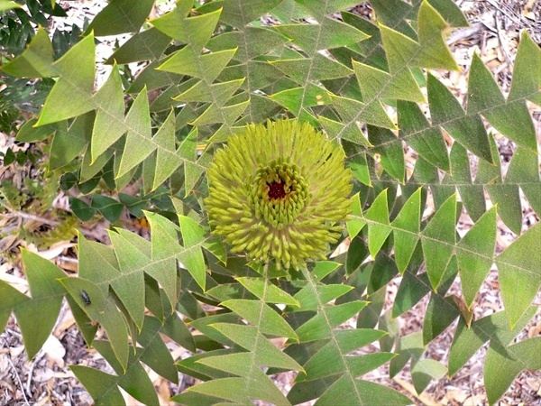 Banksia baxteri Banksia quotBaxteriquot Banksia Proteas and Leucadendrons Flowers by