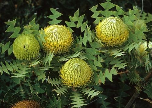 Banksia baxteri Banksia quotBaxteriquot Banksia Proteas and Leucadendrons Flowers by