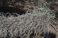 Banksia bella httpsuploadwikimediaorgwikipediacommonsthu