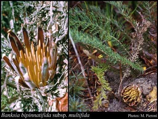 Banksia bipinnatifida httpsflorabasedpawwagovausciencetimage32