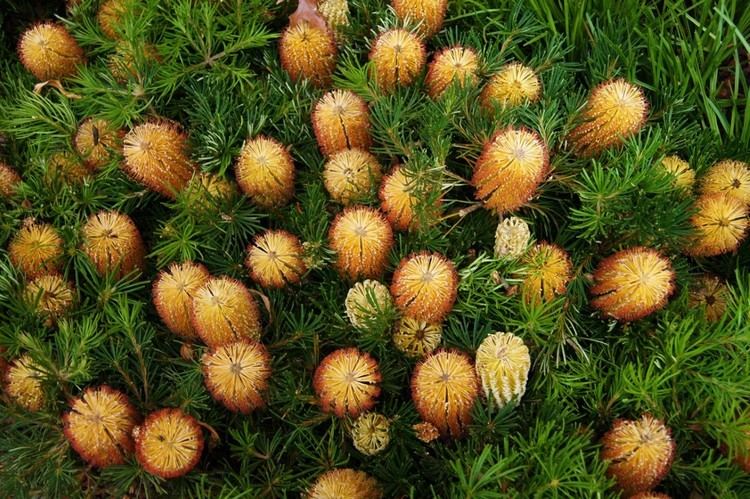 Banksia 'Birthday Candles' Banksia Tucker Time Birthday Candles Austraflora