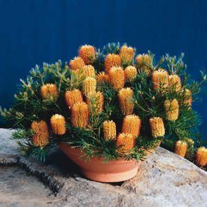 Banksia 'Birthday Candles' Banksia spinulosa 39Birthday Candles39 Banksia Birthday Candles PBR