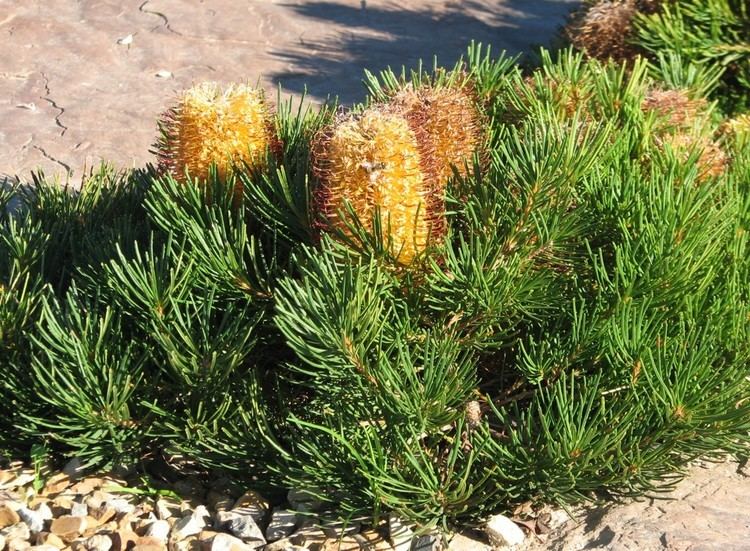 Banksia 'Birthday Candles' Banksia 39Birthday Candles39 Wikipedia