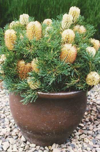 Banksia 'Birthday Candles' Birthday Candles39 Banksia spinulosa var Flowering from autumn