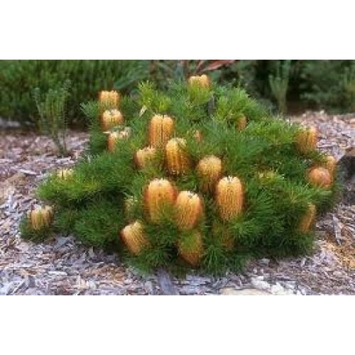 Banksia 'Birthday Candles' Buy Banksia Birthday Candles Online Plants