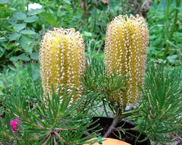 Banksia 'Birthday Candles' GardensOnline Banksia spinulosa dwarf selection