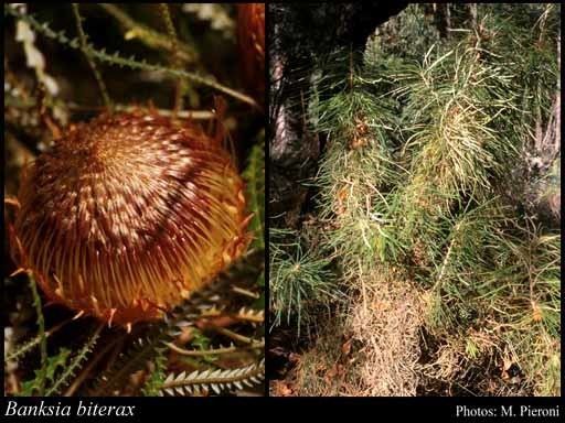 Banksia biterax httpsflorabasedpawwagovausciencetimage32