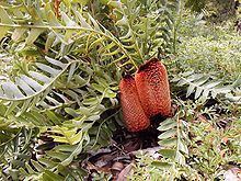 Banksia blechnifolia httpsuploadwikimediaorgwikipediacommonsthu