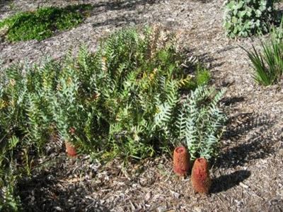 Banksia blechnifolia Banksia blechnifolia Australian Native Plants Plants 8007016517