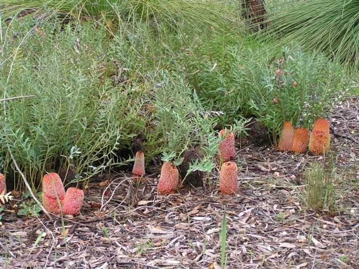 Banksia blechnifolia Banksia Blechnifolia Lullfitz Nursery