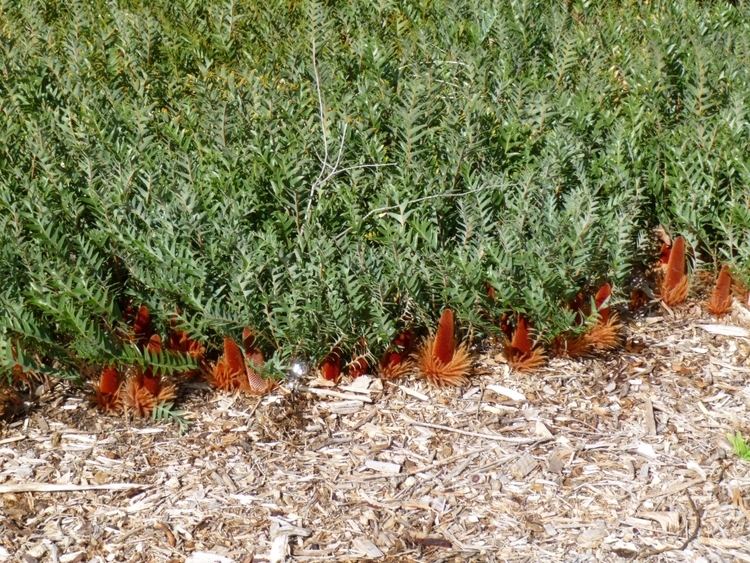 Banksia blechnifolia Banksia blechnifolia Ground Cover Banksia Gardening With Angus