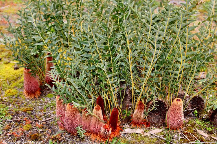 Banksia blechnifolia Banksia blechnifolia Groundcover Banksia Groundcreeper Flickr