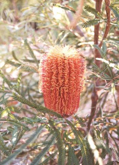 Banksia brownii Banksia brownii Australian Native Plants Plants 8007016517
