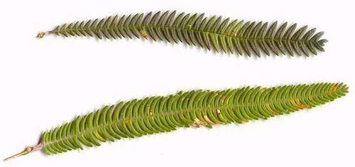 Banksia brownii Banksia brownii Brown39s Banksia