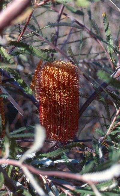 Banksia brownii Banksia brownii Australian Native Plants Plants 8007016517