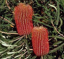 Banksia brownii httpsuploadwikimediaorgwikipediacommonsthu