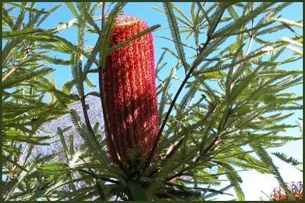 Banksia brownii BanksiaBrowni015jpg