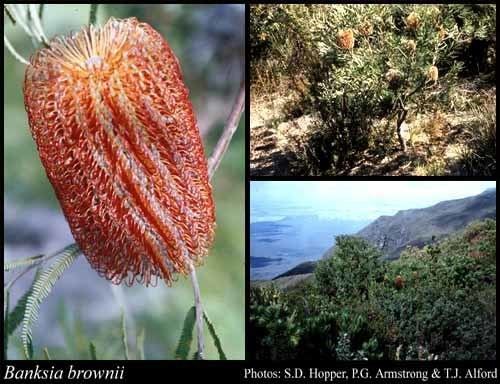 Banksia brownii Banksia brownii RBr FloraBase Flora of Western Australia