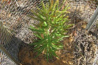 Banksia brownii Saved from extinction ABC News Australian Broadcasting Corporation