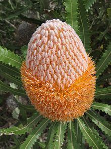 Banksia burdettii httpsuploadwikimediaorgwikipediacommonsthu