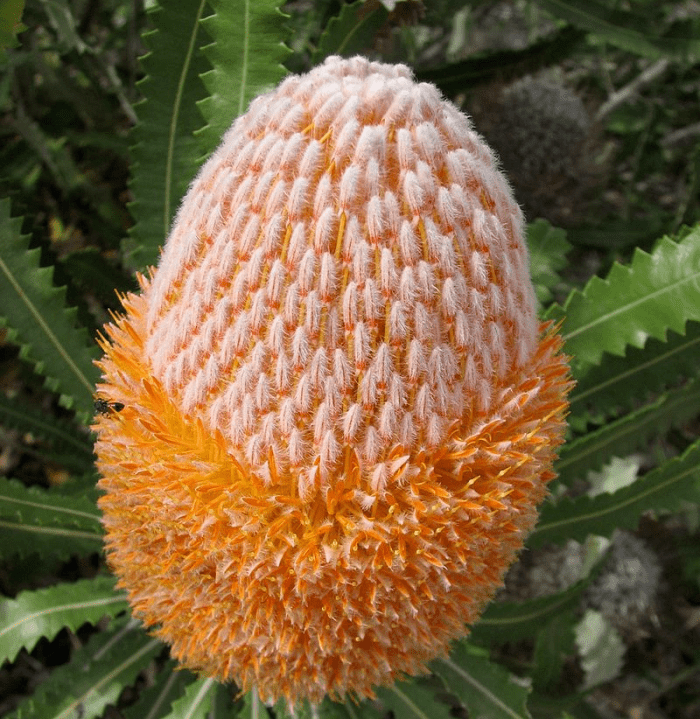 Banksia burdettii Banksia Burdettii Californiaprotea