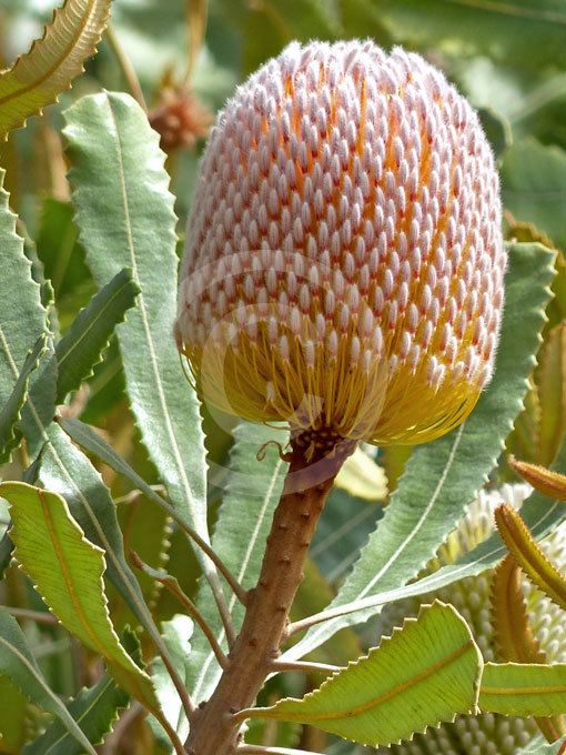 Banksia burdettii Banksia burdettii Burdett39s Banksia information amp photos