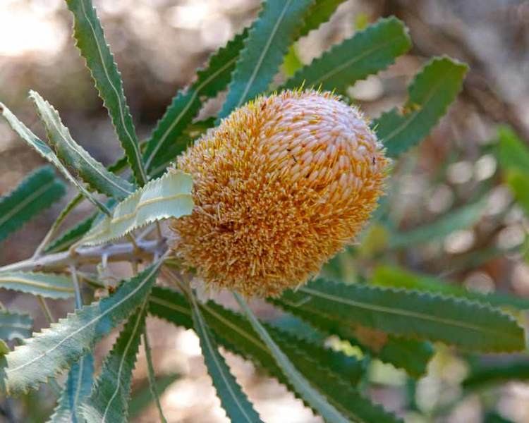 Banksia burdettii GardensOnline Banksia burdettii