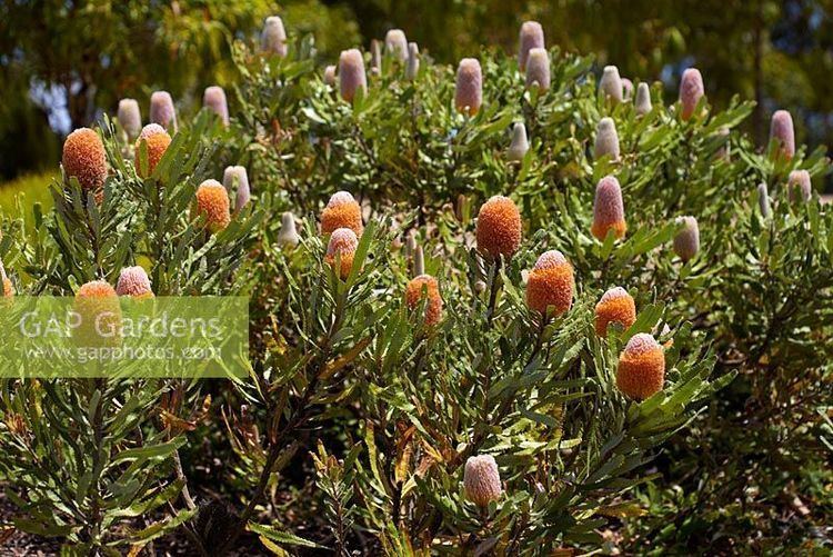 Banksia burdettii GAP Gardens Banksia burdettii Burdett s Banksia evergreen