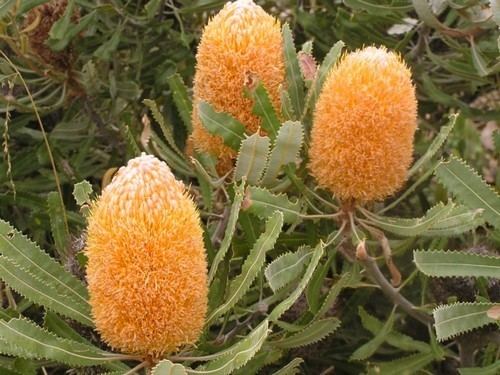 Banksia burdettii Banksia Burdettii Lullfitz Nursery