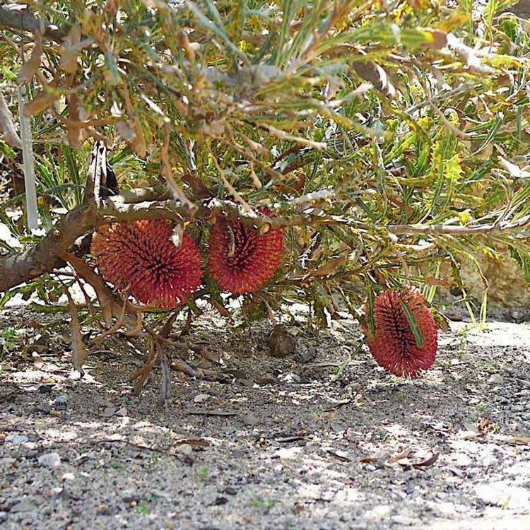 Banksia caleyi httpsaustralianseedcompersistentcatalogueim