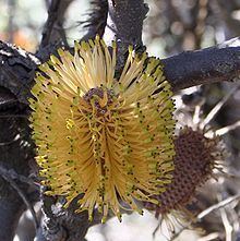 Banksia candolleana httpsuploadwikimediaorgwikipediacommonsthu