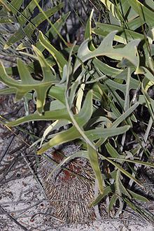 Banksia chamaephyton httpsuploadwikimediaorgwikipediacommonsthu