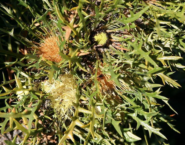 Banksia cirsioides