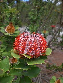 Banksia coccinea httpsuploadwikimediaorgwikipediacommonsthu