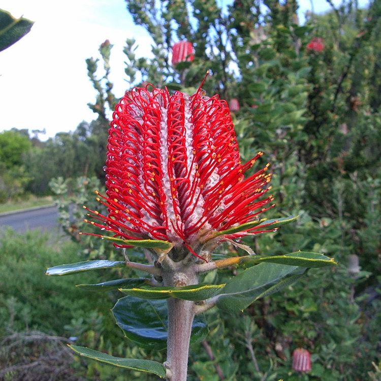 Banksia coccinea Australian Seed BANKSIA coccinea