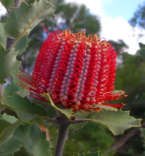 Banksia coccinea Banksia coccinea Wikipedia la enciclopedia libre