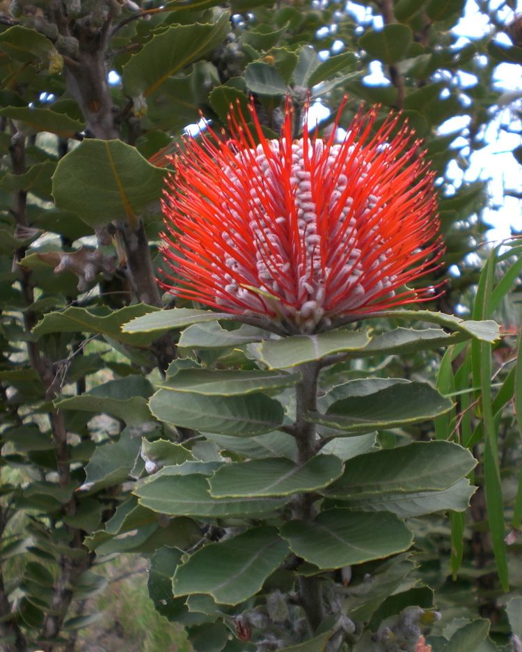 Banksia coccinea Banksia coccinea Wikiwand