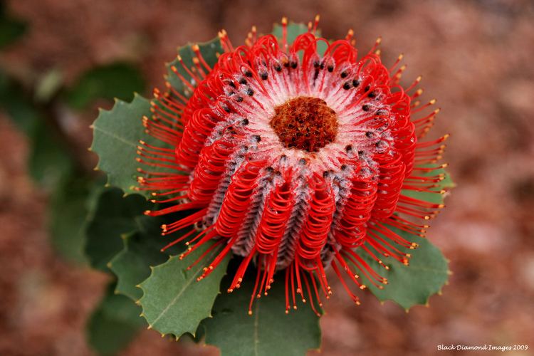 Banksia coccinea Banksia coccinea Scarlet Banksia Waratah Banksia Alban Flickr