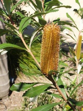 Banksia conferta wwwaustralianplantscomimagesphotosBanksiacon