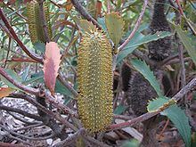 Banksia conferta subsp. conferta httpsuploadwikimediaorgwikipediacommonsthu