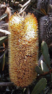 Banksia conferta subsp. penicillata httpsuploadwikimediaorgwikipediacommonsthu