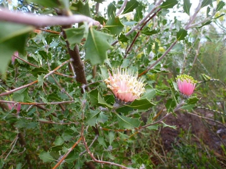 Banksia cuneata Banksia cuneata Matchstick Banksia Gardening With Angus